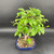 Top view of fruiting mature tropical Barbados Cherry bonsai in blue Japanese glazed pot