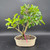 Front view of a mature tropical Barbados Cherry bonsai in a cream glazed Japanese ceramic pot, showing a broad asymmetrical canopy, multiple trunk structure, and glossy green foliage against a dark background.