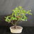 Mature Barbados Cherry bonsai in a cream Japanese glazed ceramic pot with glossy green leaves, pink flowers, and a bright red cherry fruit visible in the canopy.