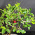 Close-up of Barbados Cherry bonsai foliage with a bright red fruit, small pink flowers, and glossy green leaves against a dark background.