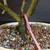 Close-up of Barbados Cherry bonsai trunk base, pink identification tag, bonsai soil mix, and cream Japanese glazed ceramic pot.
