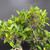 Close-up of the upper canopy of a mature Tiger Bark Ficus bonsai, showing compact branching, dense green foliage, and the layered structure of the crown.
