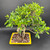 Slightly elevated front-angle view of a mature Tiger Bark Ficus bonsai in a yellow Yixing ceramic pot, emphasizing the banyan-like exposed root base, wide canopy spread, and overall bonsai presentation.