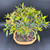 Slightly elevated front-angle view of a mature double trunk Ficus 89 bonsai in a Japanese ceramic pot, emphasizing the broad canopy, twin-trunk design, and overall bonsai presentation.