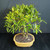 Top angled view of Willow Leaf Ficus ‘89 bonsai with dense bright green foliage, twin trunks, bonsai soil, and a 10 inch glazed Japanese ceramic pot.