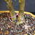 Close-up of the twin trunk base on Willow Leaf Ficus ‘89 bonsai, showing two textured trunks, surface roots, bonsai soil, and yellow glazed Japanese ceramic pot.