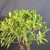 Close-up of the canopy on a twin trunk Willow Leaf Ficus ‘89 bonsai, showing narrow green leaves, branching structure, and healthy tropical growth.