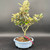 Front view of a flowering Silverberry bonsai in a blue Yixing ceramic pot, showing soft silvery foliage, an upright branching structure, and a balanced canopy against a dark background.