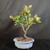 Alternate full view of the Silverberry bonsai showing the compact canopy, pale silver-backed leaves, upright trunk, and light glazed ceramic pot.