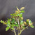 Close-up of Silverberry bonsai foliage showing glossy green leaf tops mixed with pale silvery undersides and branching structure.