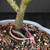 Close-up of the Silverberry bonsai trunk base, surface roots, bonsai soil, and pink tree identification tag in the glazed Yixing pot.