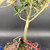 Close-up of the lower trunk and base of a Silverberry bonsai, highlighting the slender trunk, surface roots, bonsai soil, and blue Japanese ceramic pot.