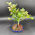 Slightly elevated front-angle view of a flowering Silverberry bonsai in a blue Japanese ceramic pot, emphasizing the refined branching, soft foliage tones, and overall bonsai presentation.