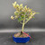 Front view of a flowering Silverberry bonsai in a blue Japanese ceramic pot, showing a graceful upright structure, silvery foliage, and a balanced canopy against a dark background.
