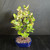 Top angle view of Silverberry bonsai in a blue glazed pot, showing rounded green leaves with pale silver undersides and a 10 inch spread.