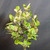 Close-up of Silverberry bonsai foliage showing glossy green leaf tops mixed with pale silvery undersides on the upper canopy.