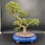 Front view of a large imported Chinese Elm bonsai in a blue glazed ceramic pot, showing strong trunk movement, mature branch structure, and a broad display-ready canopy against a dark background.