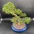 Slightly elevated front-angle view of a large imported Chinese Elm bonsai in a blue glazed ceramic pot, emphasizing the flowing trunk line, layered branching, and overall bonsai presentation.