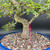 Close-up of the lower trunk and base of a large Chinese Elm bonsai, highlighting trunk taper, bark texture, lower branch placement, bonsai soil, and the blue glazed ceramic pot.
