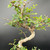 Close-up detail of the upper trunk and branch structure of an imported Chinese Elm bonsai, showing the twisting trunk line, primary branch placement, and fresh green foliage.