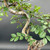 Close-up detail of the mid trunk and upper structure of an imported Chinese Elm bonsai, showing smooth trunk movement, primary branch placement, and fresh green foliage.
