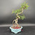 Front view of an imported Chinese Elm bonsai in a blue Yixing ceramic pot, showing twisting trunk movement, exposed root-over-root character, and a graceful cascading silhouette against a dark background.