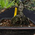 Close-up of the 1986 Rainville Black Pine's aged bark and mossy roots