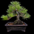 Mature Japanese Black Pine bonsai grown from seed by Gerald Rainville in 1986, featuring rugged bark, strong exposed roots, wired branches, and bright green needle clusters in a carved black bonsai pot.