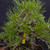 Close-up of the 1986 Rainville Black Pine foliage and wired branches
