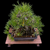 Angled view of a mature Japanese Black Pine bonsai grown from seed by Gerald Rainville in 1986, showing dense pine foliage, exposed roots, wired branches, and a black rectangular bonsai pot on a wooden display table.