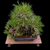 Angled view of the mature 1986 Rainville Japanese Black Pine bonsai