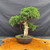 Mature Kishu Shimpaku Juniper pre-bonsai in a 9.5 inch mica pot with a pale deadwood trunk, reddish live vein, compact green foliage pads, and a balanced 16 inch spread.