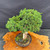 Overhead view of the Kishu Shimpaku Juniper pre-bonsai showing dense compact foliage, rounded canopy structure, deadwood trunk, 9.5 inch mica pot, and moss-covered soil surface.