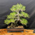 35-Year-Old Japanese Black Pine Bonsai - Grown by Gerald Rainville and Styled by Peter Olson (No. 15848)