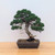 Shimpaku Juniper "Kishu" in an Unglazed Ceramic Pot (No. 18674)