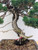 Shimpaku Juniper "Kishu" in an Unglazed Ceramic Pot (No. 18674)