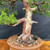 Massive Trunk with Powerful Presence in a Jack Hoover Ceramic Pot (No. 15418)