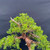 Massive Trunk with Powerful Presence in a Jack Hoover Ceramic Pot (No. 15418)
