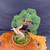 Refined Shimpaku 'kishu' Juniper Bonsai in a Tokoname Grow Pot (No. 22357)