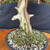 Gerald Rainville Grown Kishu Shimpaku - 35+ Year Old One-of-a-Kind Pre-Bonsai No. 22720