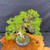 Gerald Rainville Grown Kishu Shimpaku - 35+ Year Old One-of-a-Kind Pre-Bonsai No. 22720