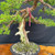 Gerald Rainville Grown Kishu Shimpaku - 35+ Year Old One-of-a-Kind Pre-Bonsai No. 22720