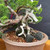Gerald Rainville Shimpaku Kishu Bonsai - Styled by Pete Olson in Handmade Jack Hoover Pot (No. 15429)