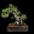 35+ Year Old Japanese Black Pine Bonsai - Grown from Seed by and Styled by John Romano (No. 15640)