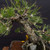 35+ Year Old Japanese Black Pine Bonsai - Grown from Seed by and Styled by John Romano (No. 15640)