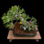 35+ Year Old Japanese Black Pine Bonsai - Grown from Seed by and Styled by John Romano (No. 15640)