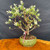 Exact Hakuro Nishiki Willow bonsai in handmade green Cory Thibault ceramic pot, showing pink, white, and green variegated spring foliage, open branching, and full front view, photographed May 2, 2026