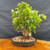 Exact clump-style Trident Maple bonsai in dark oval Yixing ceramic pot, showing multiple trunks rising from one base, fresh green spring foliage, and full front view on wood display table, photographed May 2, 2026