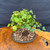 Top angled view of exact clump style Trident Maple bonsai showing compact rounded canopy, multiple trunks, exposed root base, mixed bonsai soil, and dark oval show-quality Yixing ceramic pot
