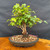 Exact clump style Trident Maple bonsai in a dark oval show-quality Yixing ceramic pot, showing multiple trunks rising from one base, exposed root character, fresh green spring foliage, and full front view on a wood display table, photographed May 2, 2026